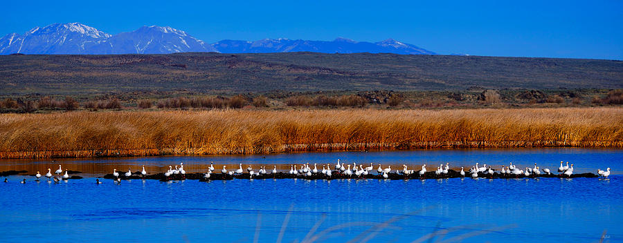 Snow Geese Panorama Photograph by Greg Norrell