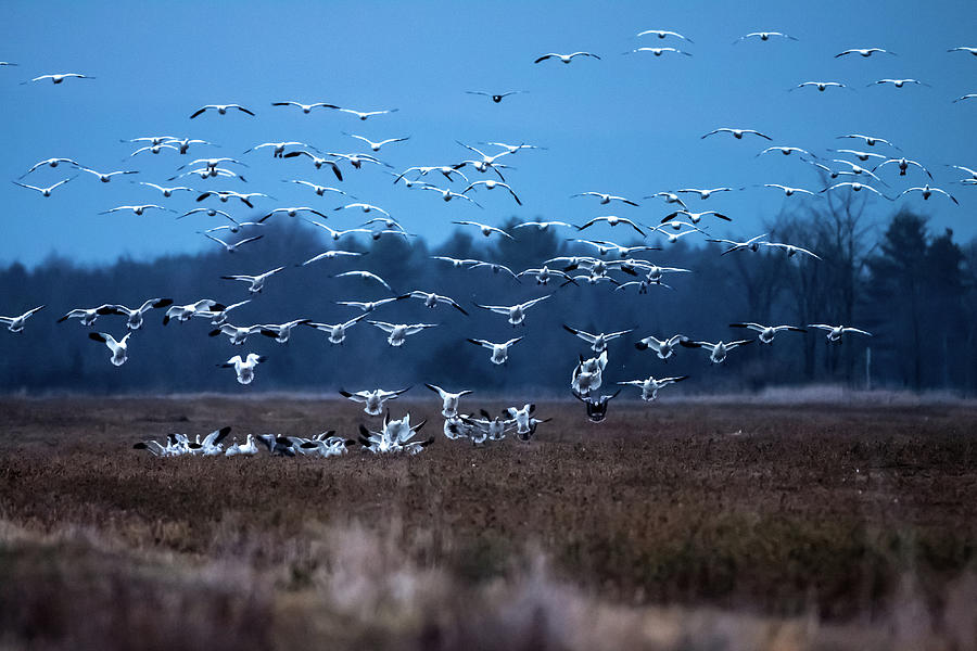 Geese Photograph - Snow geese return to  dead creek VT by Jeff Folger
