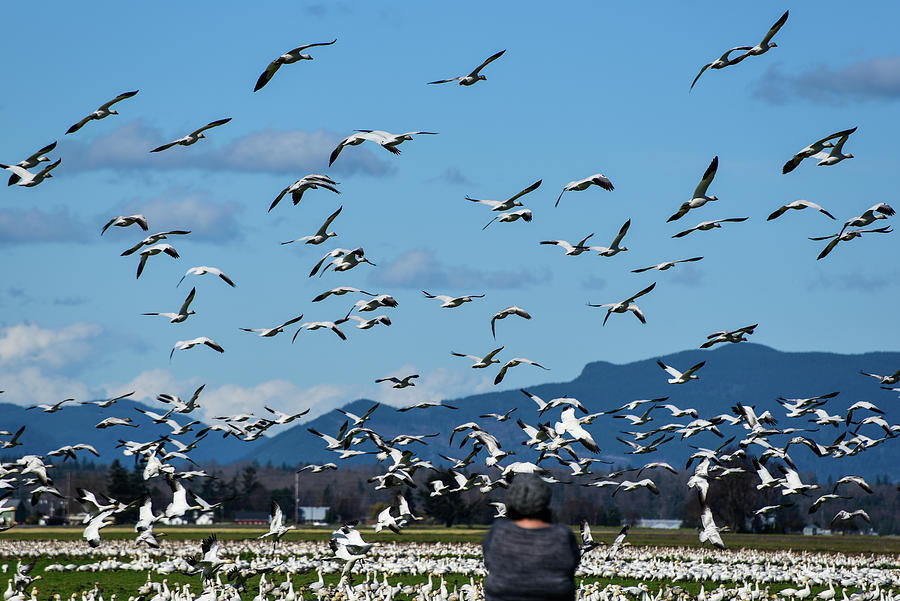Snow Geese Rising Photograph by Tom Cochran