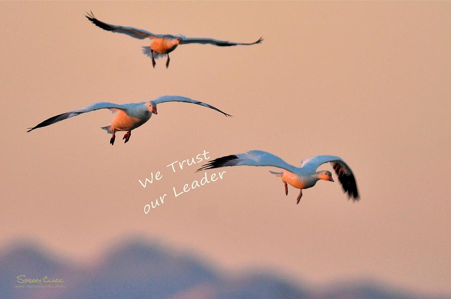 Snow Geese say We Follow Others Photograph by Sherry Clark