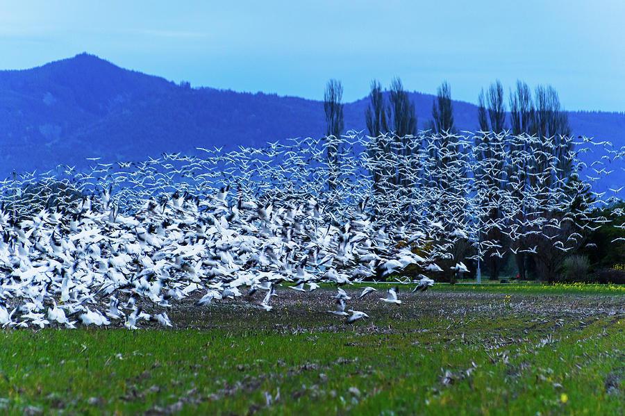 Snow Geese - Skagit Valley Photograph by Hisao Mogi