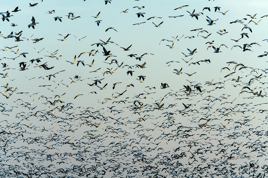 Snow Geese Sky Pattern Photograph by Ed Peterson