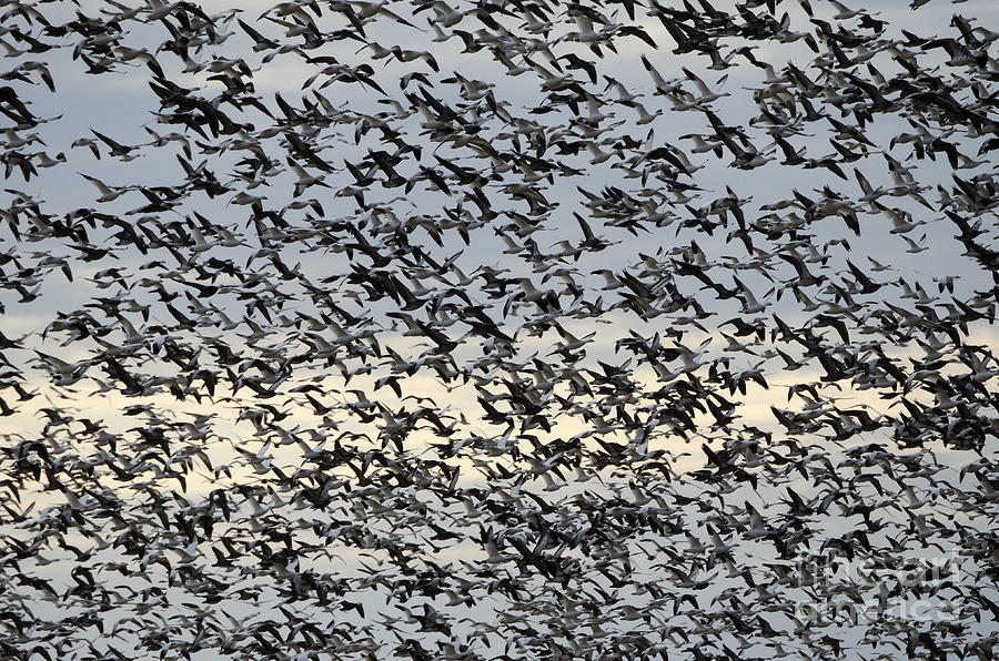 Snow Geese Spring Migration Photograph by Bob Christopher
