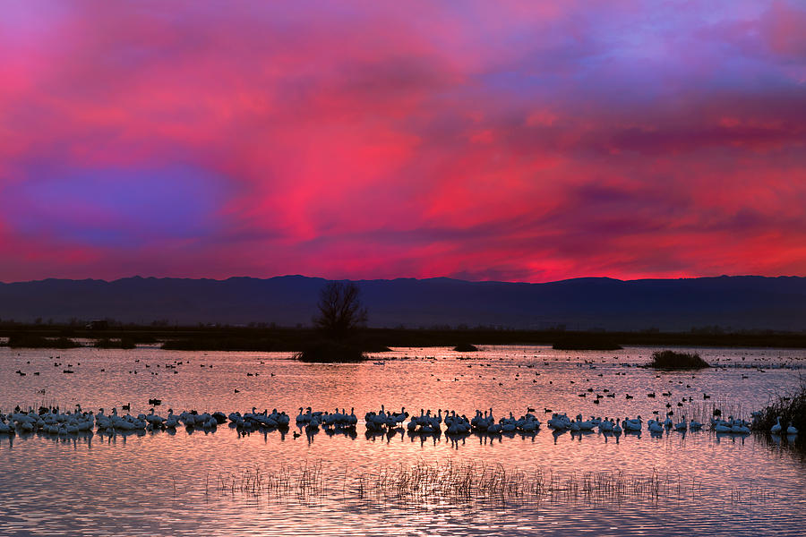 Snow Geese Sunset Photograph by Kathleen Bishop