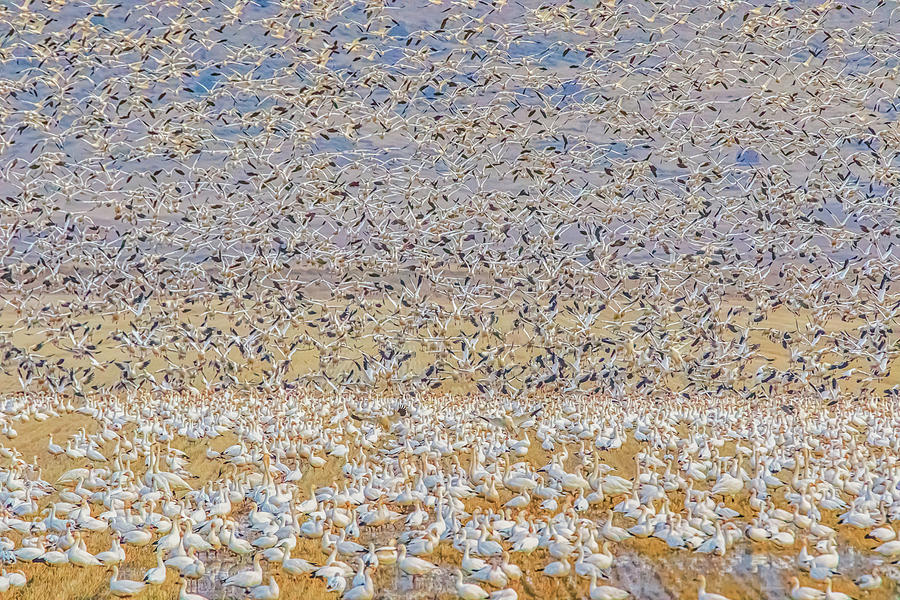 Snow Geese Take Off 2 Photograph by Marc Crumpler