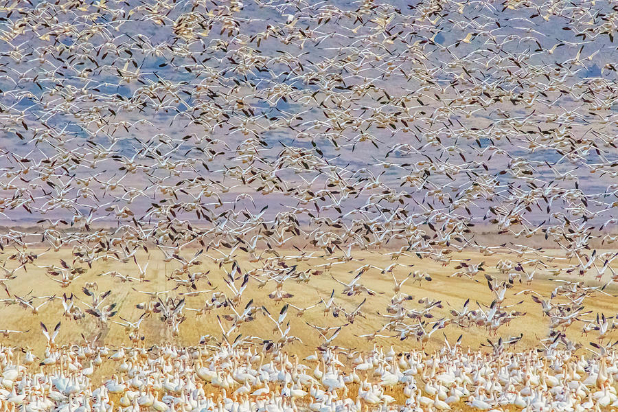 Snow Geese Take Off 3 Photograph by Marc Crumpler
