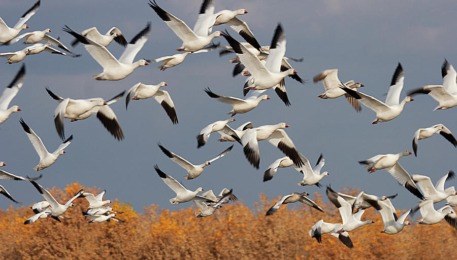 Snow Geese Take-off Photograph by Elvira Butler