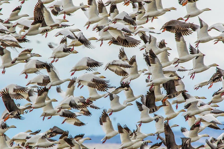 Snow Geese Take Off Photograph by Marc Crumpler