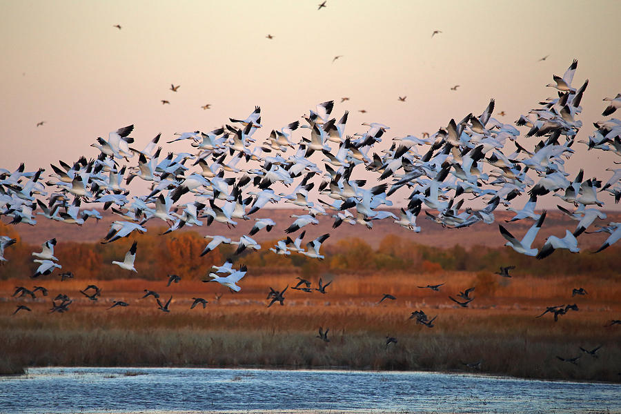 Snow Geese Taking Flight Photograph by Jean Clark