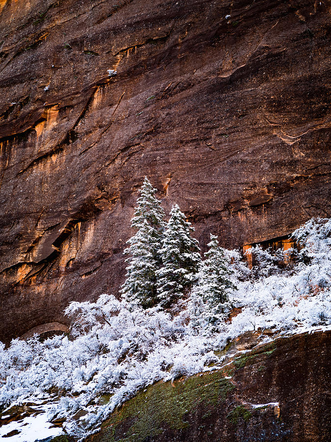Zion National Park Photograph - Snow Globe by Dustin LeFevre
