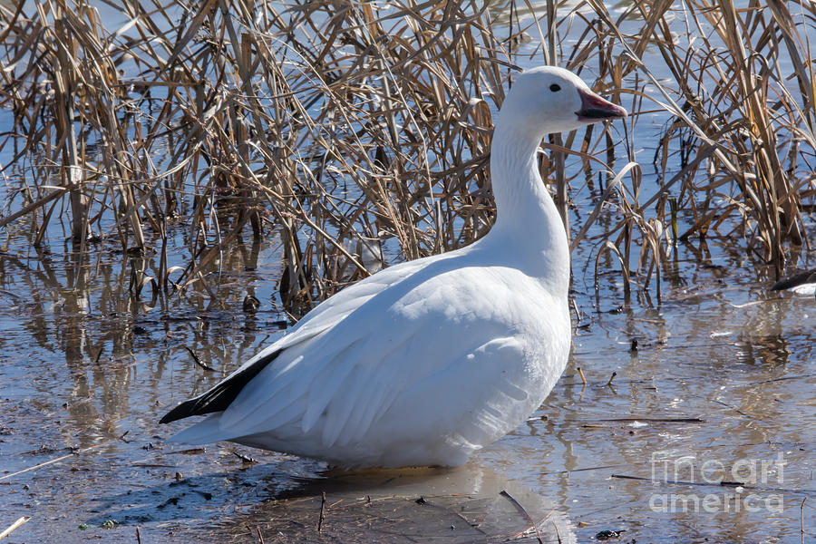 Snow Goose 2015 Photograph by John Greco