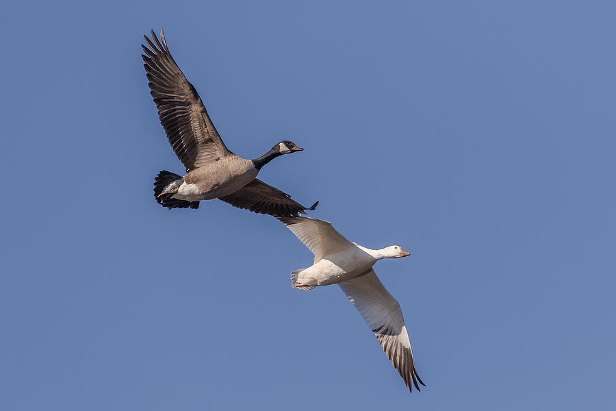 Snow Goose and Canada Goose together Photograph by Kevin Giannini