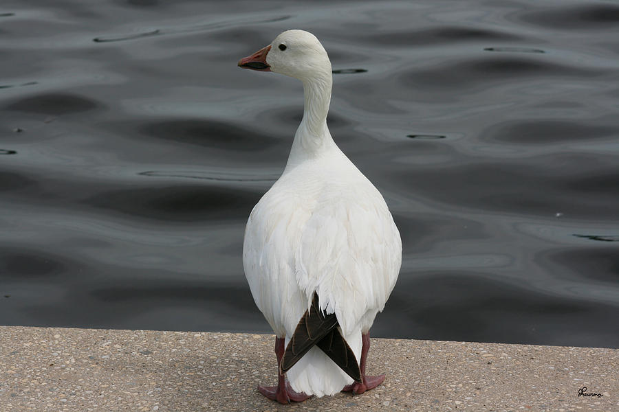 Snow Goose Photograph by Andrea Lawrence