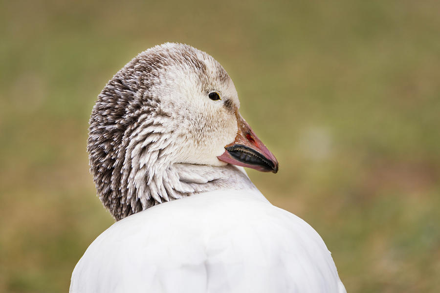 Snow Goose at Rest Photograph by Debra Martz