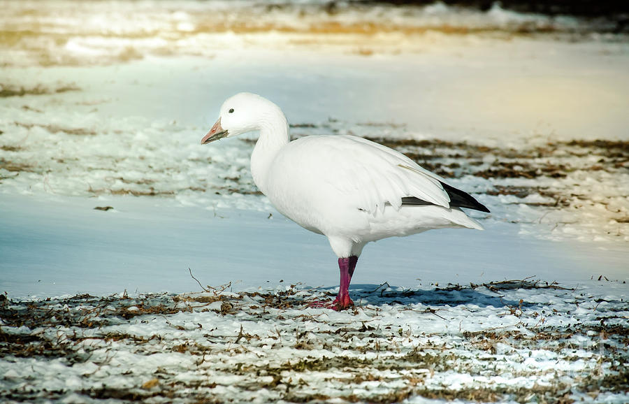 Wildlife Photograph - Snow Goose - Frozen Field by Robert Frederick