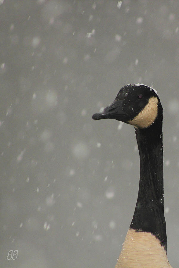 Snow Goose Photograph by Geri Glavis