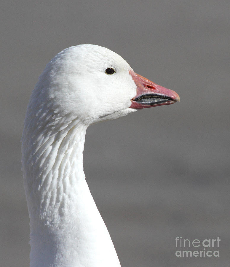 Goose Photograph - Snow Goose Headshot by Ruth Jolly