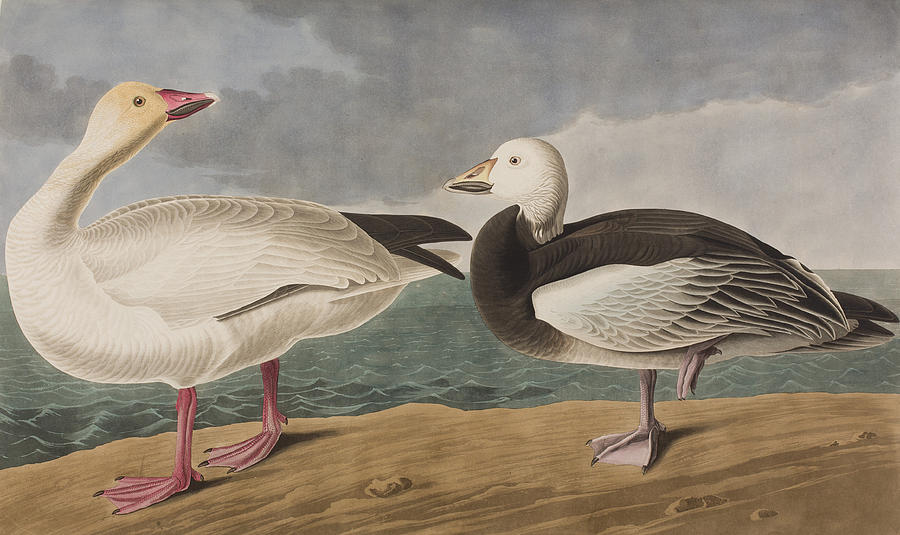 John James Audubon Painting - Snow Goose by John James Audubon