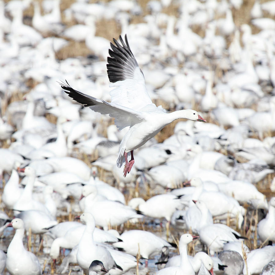 Snow Goose Lift-Off Photograph by Marla Craven