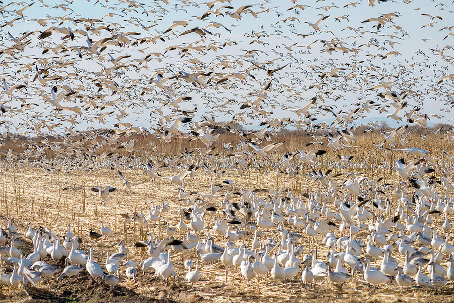 Snow Goose Migration Photograph by Judi Dressler