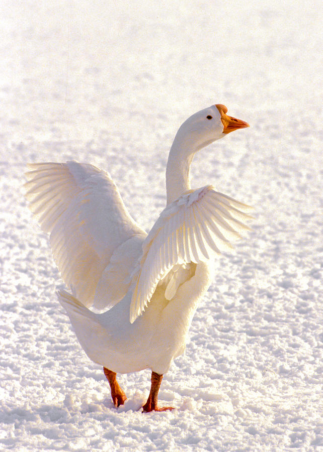Snow Goose Photograph by Patrick Lynch