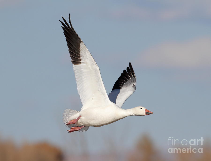 A Snow Goose soars Photograph by Ruth Jolly