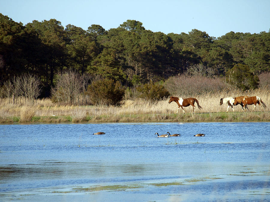 Assateague Painting - Snow Goose Trail by Kim Assateague Painting - Snow Goose Trail by Kim