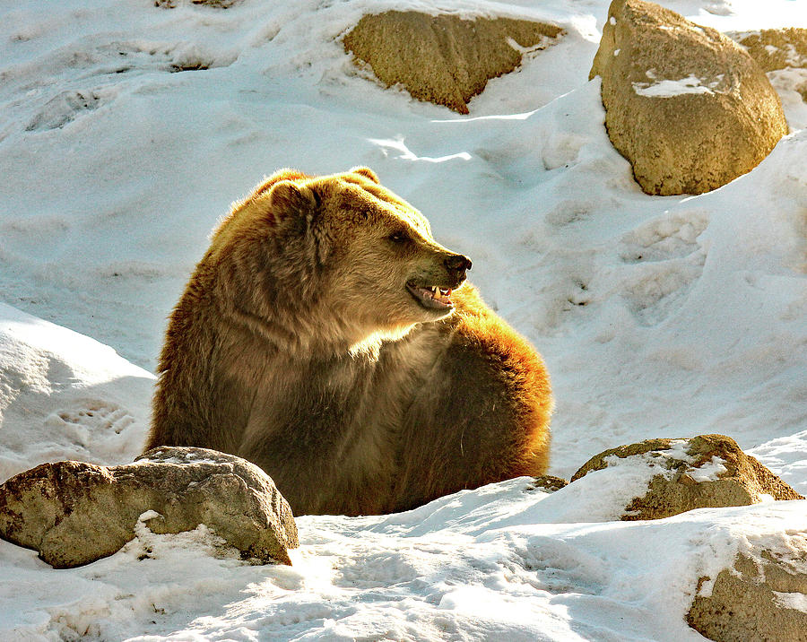 Snow Growl by Frank Vargo Snow Growl by Frank Vargo