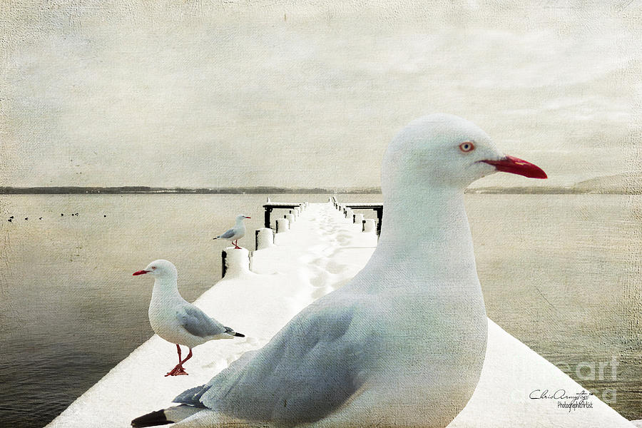 Snow Gulls Photograph by Chris Armytage