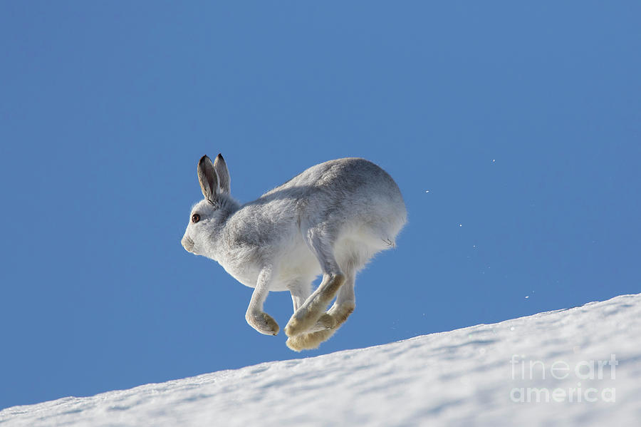 Snow Hare Photograph by Arterra Picture Library