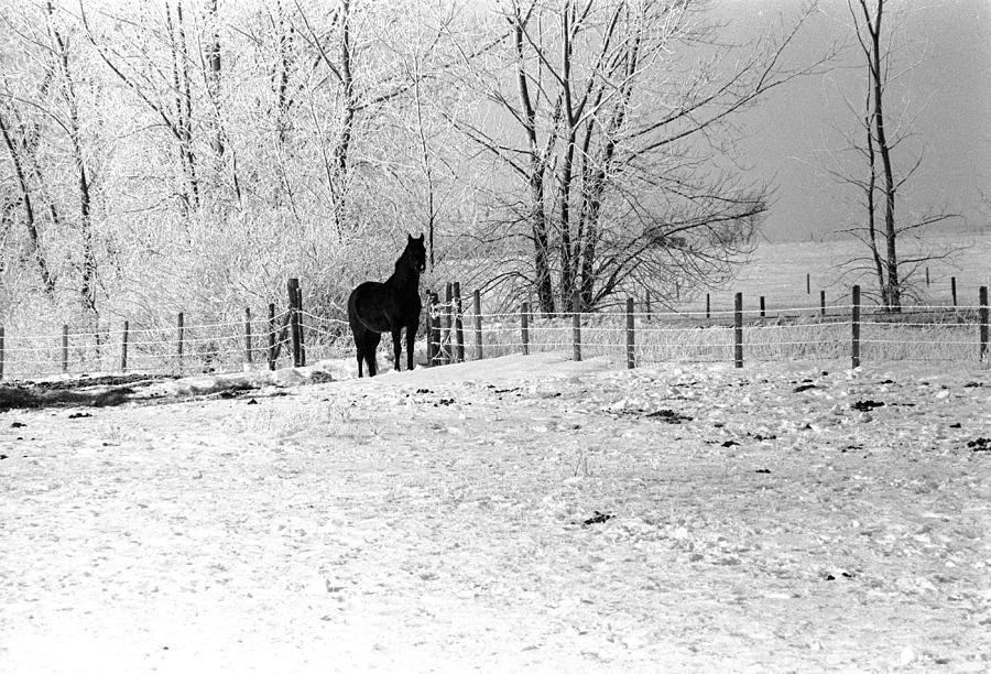 Snow Horse Photograph by William Kimble