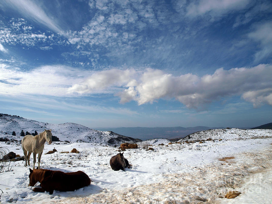 Snow Horses 02 Photograph by Arik Baltinester