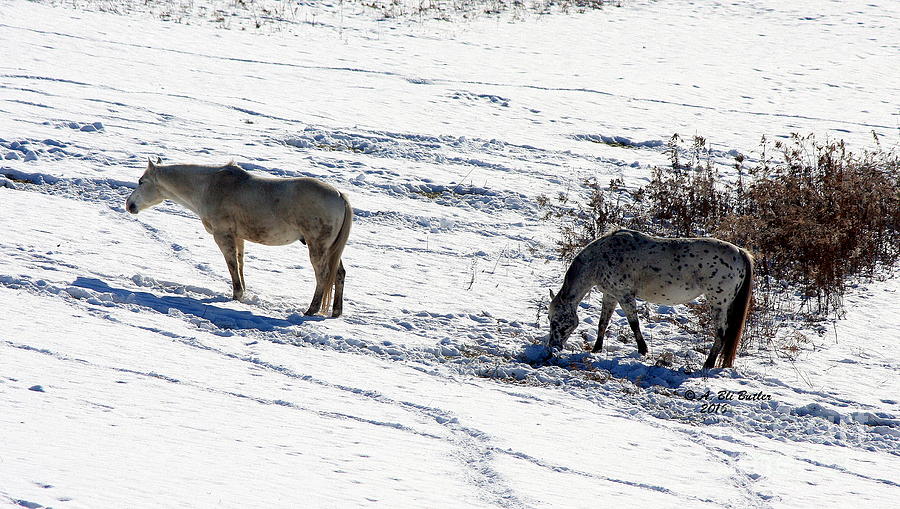 Horse Photograph - Snow Horses by Ann Butler