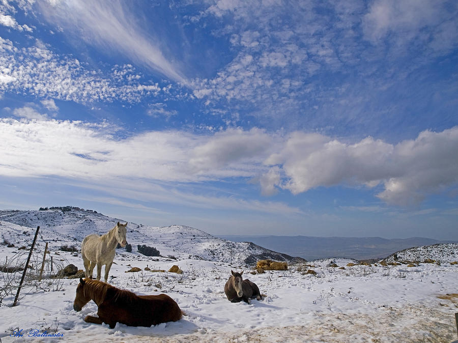 Snow Horses Photograph by Arik Baltinester
