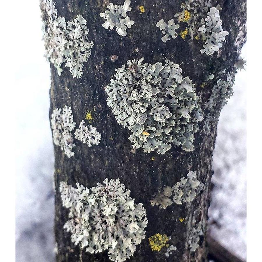 Nature Photograph - #snow #ice #winter #lichen #woods by Kazan Durante
