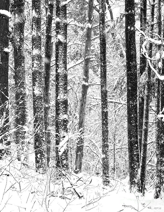 Snow In A Forest Photograph by Phil Perkins