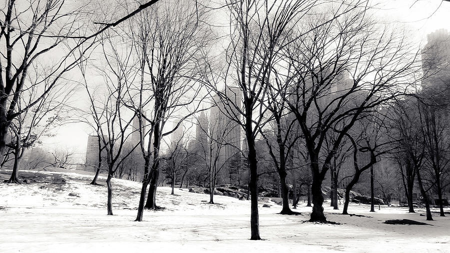 Snow in Central Park Photograph by Christopher Maxum
