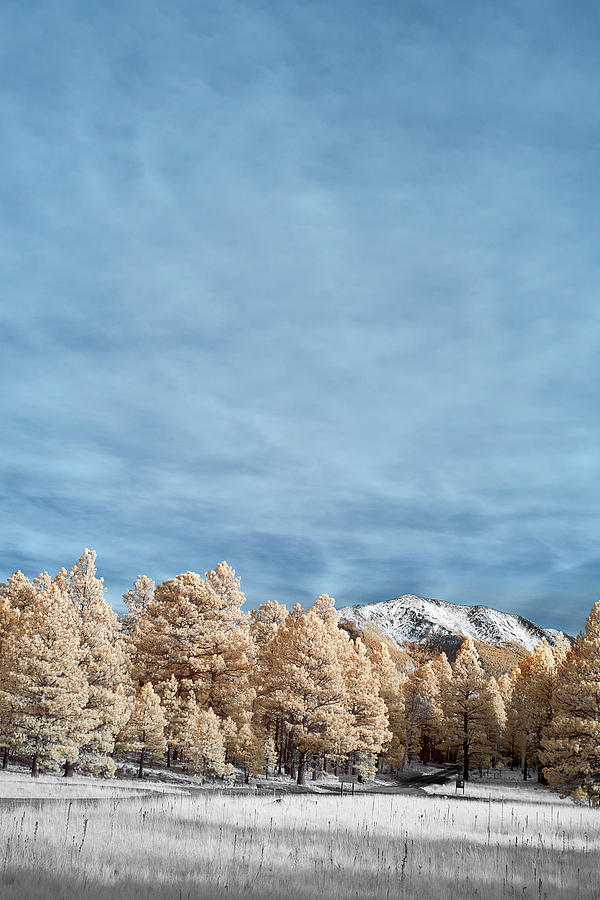 Snow in Flagstaff Photograph by Jon Glaser