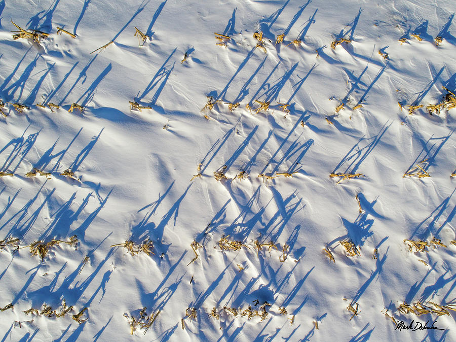 Snow in the Corn Field Photograph by Mark Dahmke