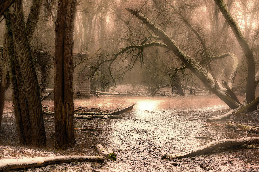 Snow in the forest - Color Photograph by Tim Abeln