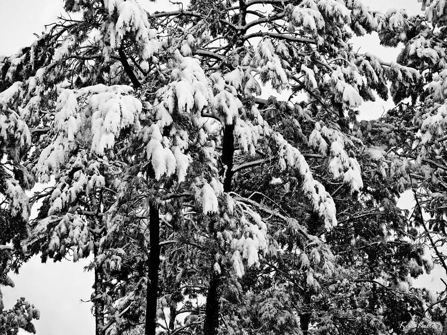 Snow In The Pines Photograph