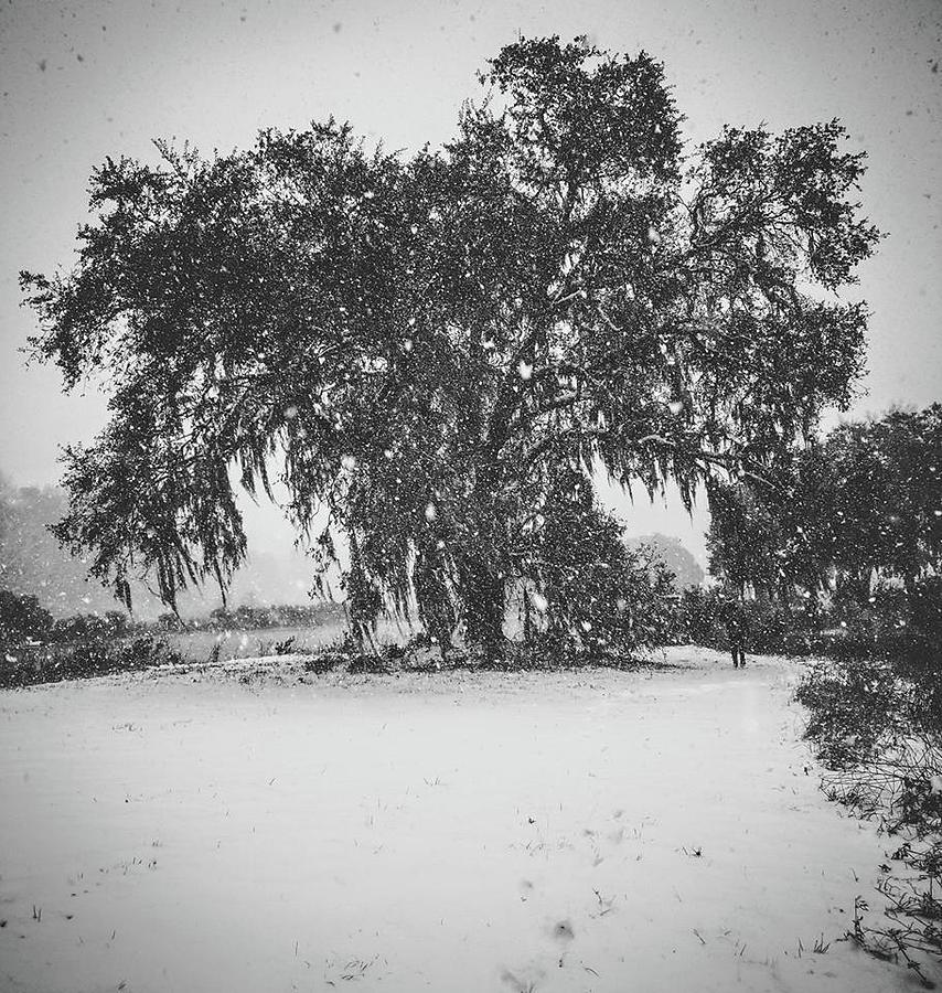 Snow in the South 1 Photograph by Dawn Stone - Fine Art America