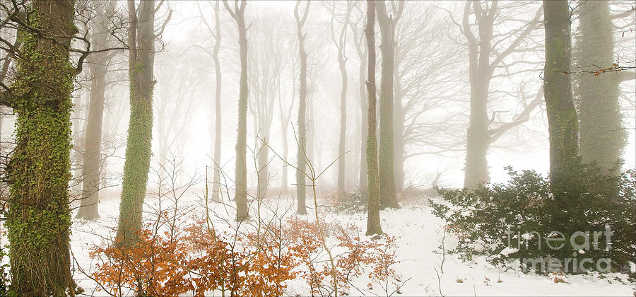Snow in the woods Photograph by Colin Rayner