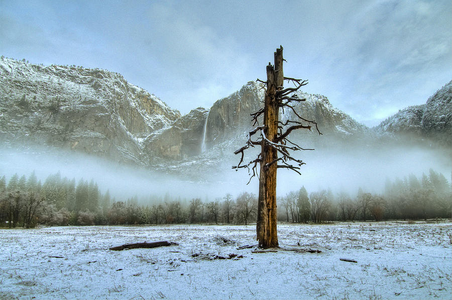Snow in Yosemite Photograph by Connie Cooper-Edwards