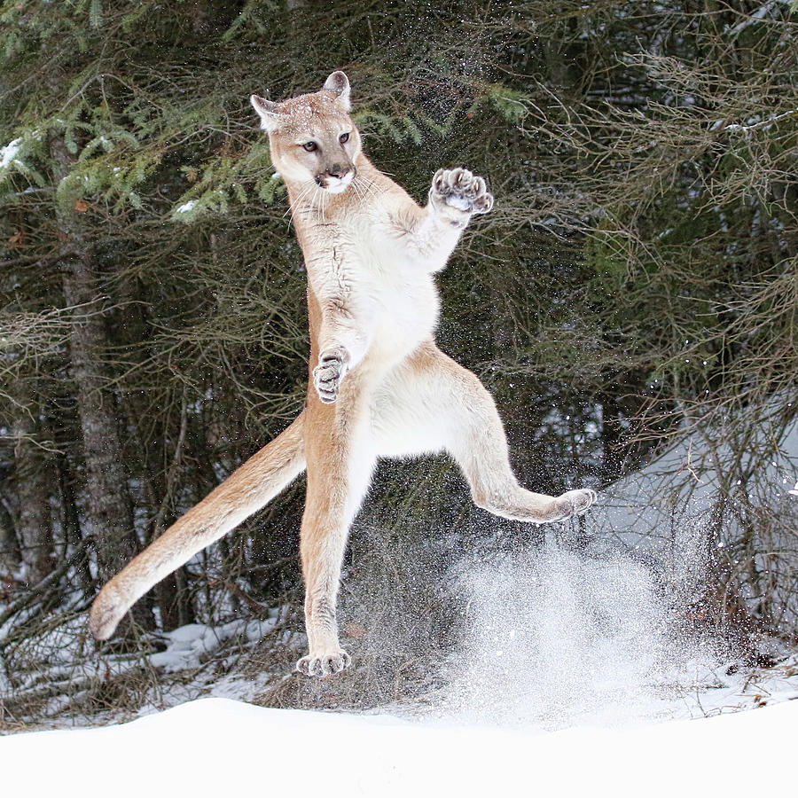 Snow Jump Photograph by Steve McKinzie