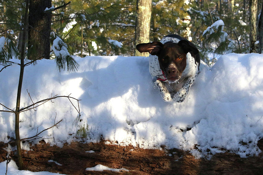 Snow Jumping Photograph by Brook Burling