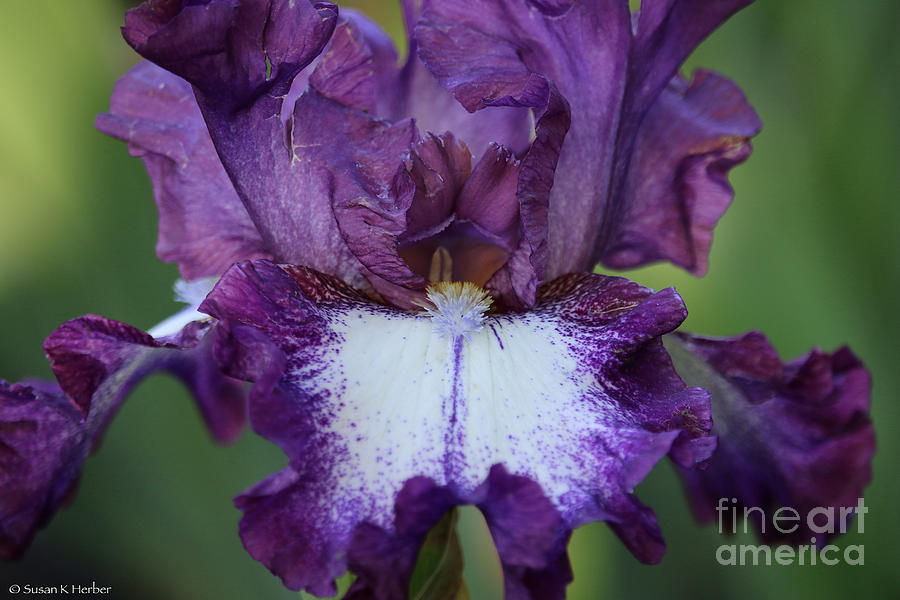 Snow Kissed Iris Photograph by Susan Herber