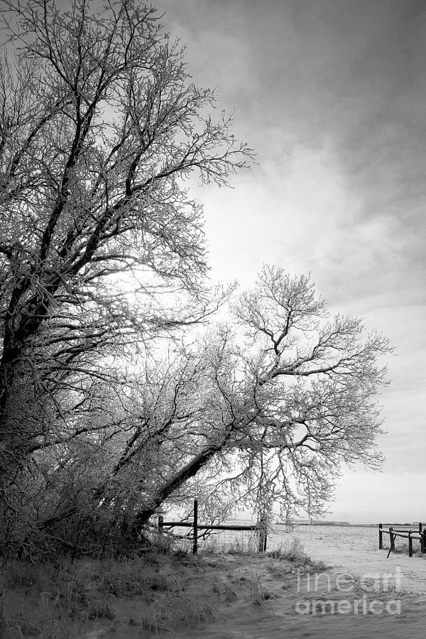 Snow Photograph - Snow Lace by Julie Lueders 