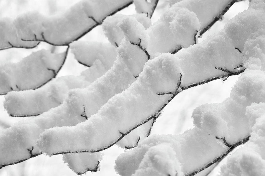 Snow laden 2 Photograph by Karen Smale