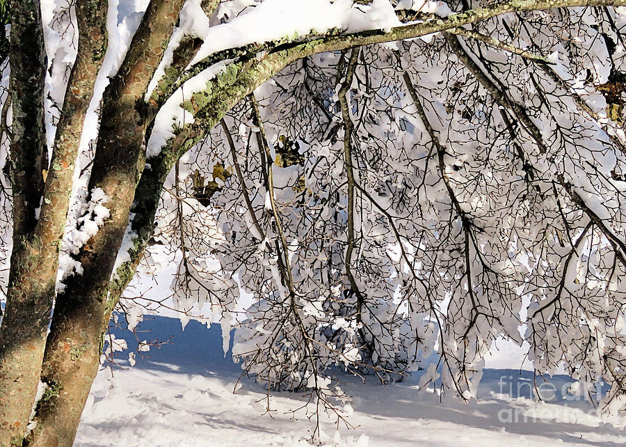 Snow Laden Branches Photograph by Janice Drew